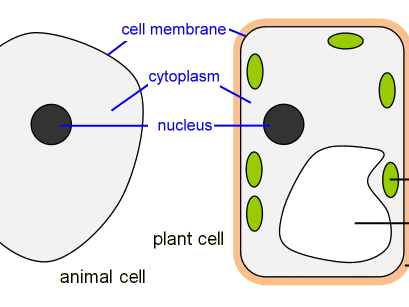 Four lessons covering microscopes, cells, specialised ...