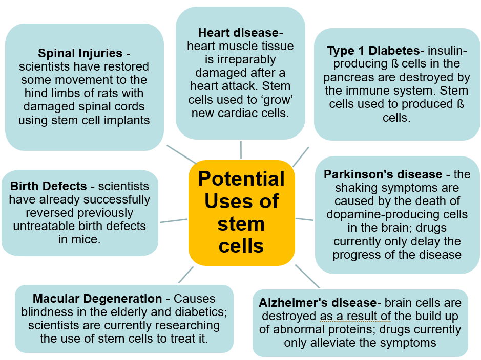 Stem Cells, Differentiation, and Potency: Complete A-Level Biology Lesson Pack