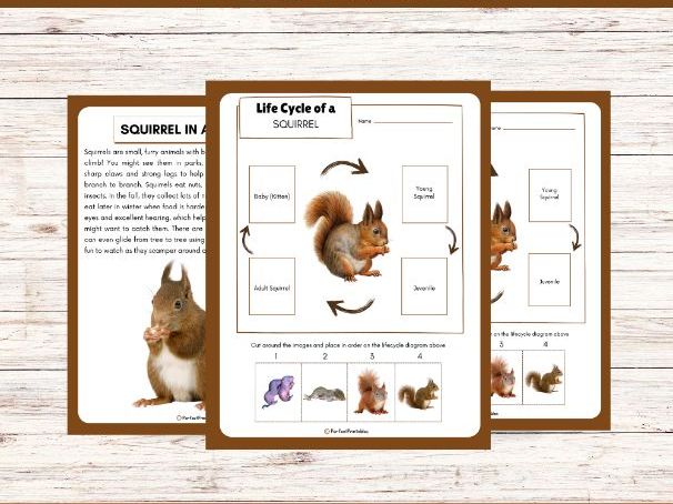 Life Cycle of a Squirrel Worksheet- Animal Science Unit Study With Fun Facts!