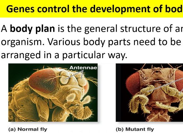 Complete A-Level Biology Lesson: Homeobox (Hox) Genes & Body Plans