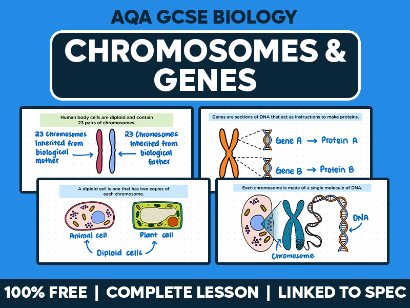 GCSE AQA Biology Complete Lesson - Chromosomes and Genes