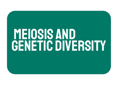 AP Biology Unit 5: Meiosis and Genetic Diversity