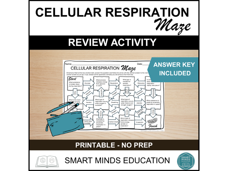 CELLULAR RESPIRATION MAZE WORKSHEET ACTIVITY | AEROBIC VS ANAEROBIC RESPIRATION
