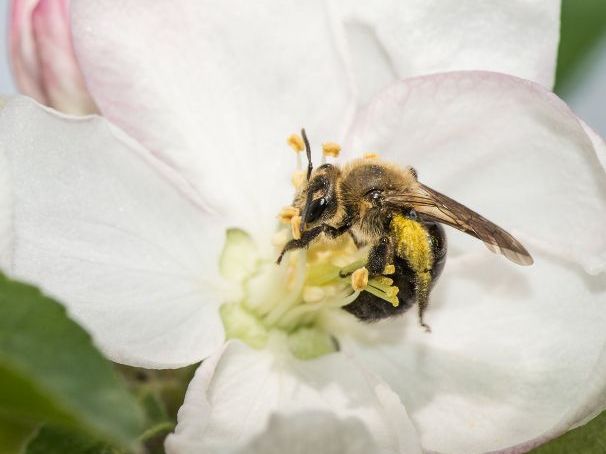 KS4/ KS5 Biology: How does forest composition affect pollination in nearby apple orchards?