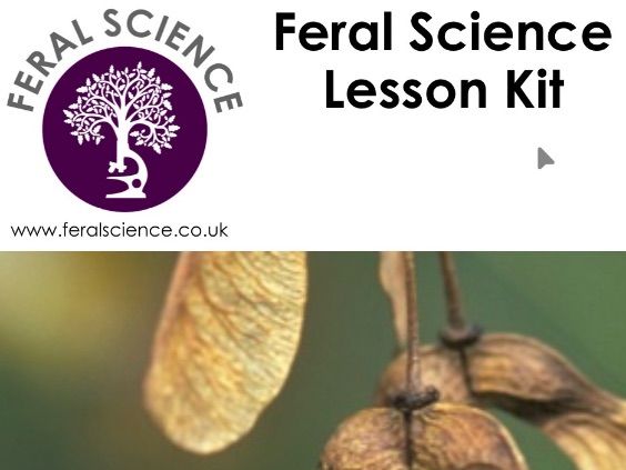 Flying Seeds (Plant Adaptations KS2, KS3)