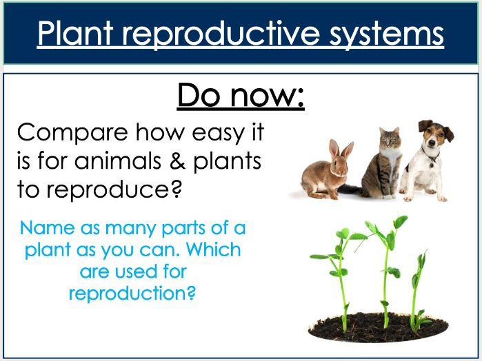 Reproduction and variation lesson 12 Plant reproductive systems