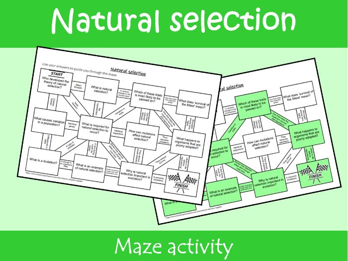 Natural Selection Maze Worksheet | KS2–KS3 Science Revision Activity