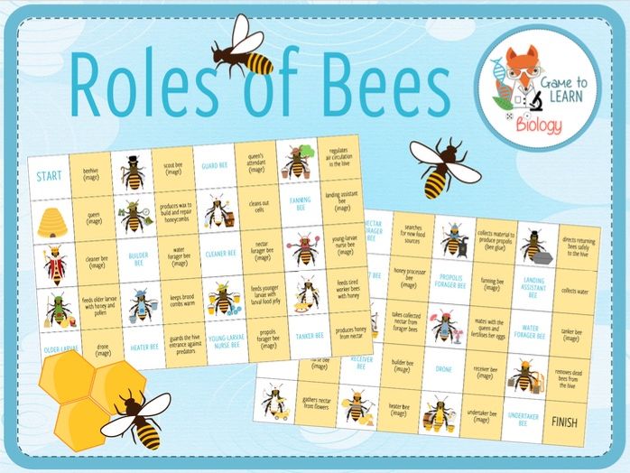 Roles of bees in bee hive - Large Loop Game (KS3/4)
