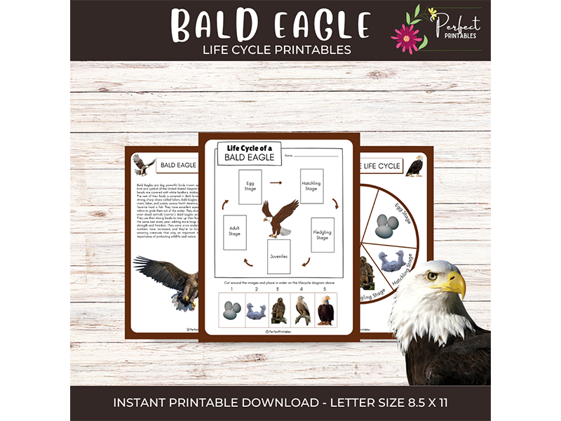 Life Cycle of a Bald Eagle, Birds of Prey Life Cycle Worksheet with Fun Facts!