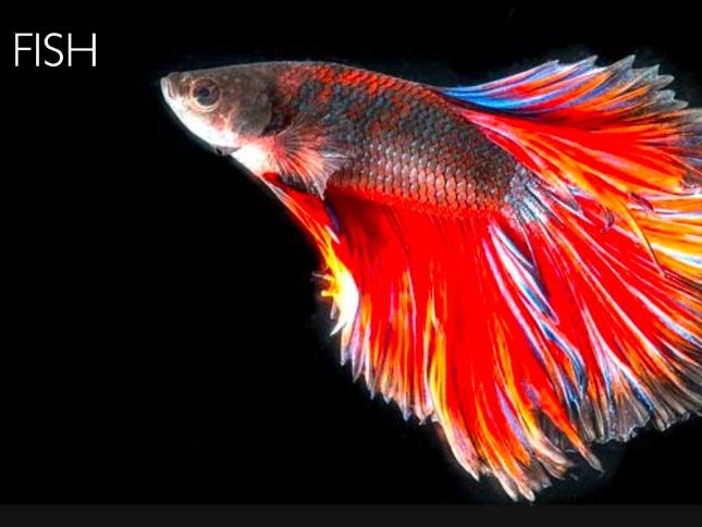 Fish: Animated Keynote/PPT Presentation, Colorful Science