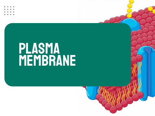AP Biology Unit 2: Plasma Membrane