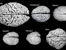 The Brain and Nervous system