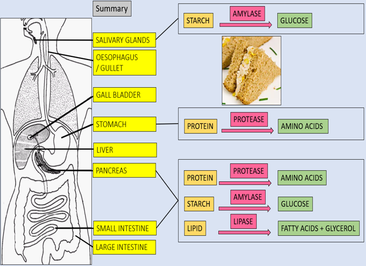 AQA GCSE Biology: cells to organ systems: the digestive system ...
