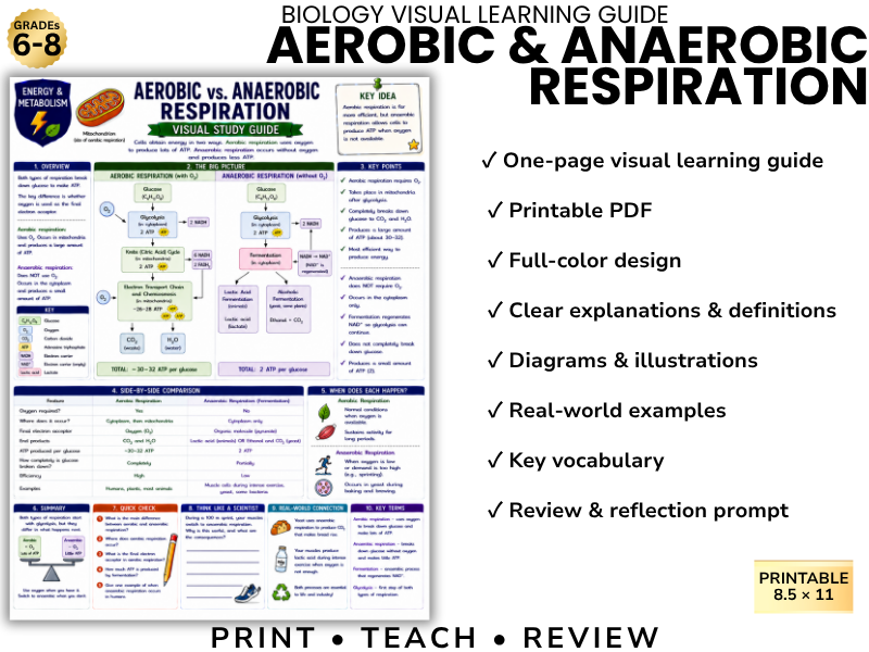 AEROBIC & ANAEROBIC RESPIRATION | Biology Visual Learning Guide | Grade 8 & Middle School Science