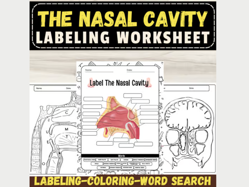 Label The Nasal Cavity Anatomy: Labeling Worksheets: Back To School Activities