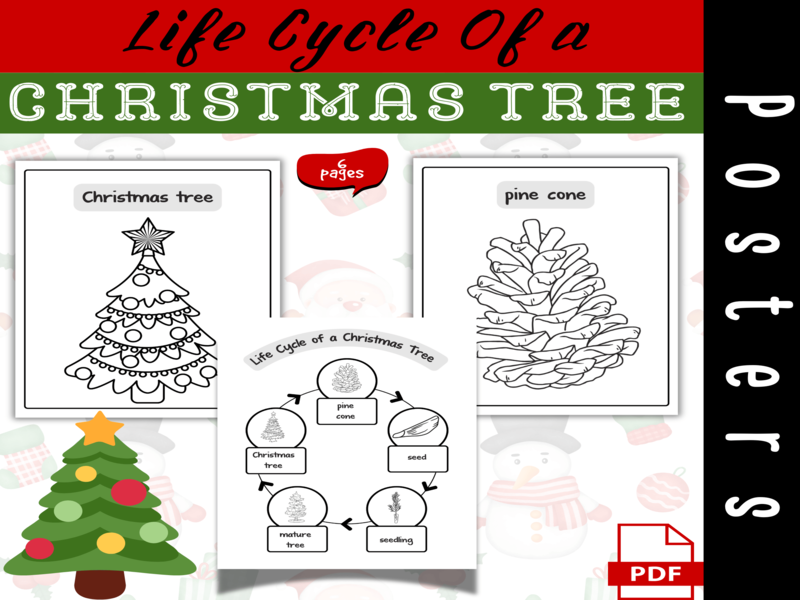 Life Cycle of a Christmas Tree Coloring Posters Christmas Science Activity Kids