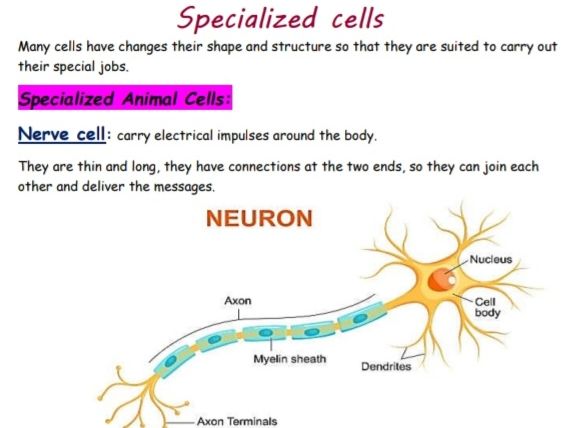 Year 7 Biology Cambridge Notes