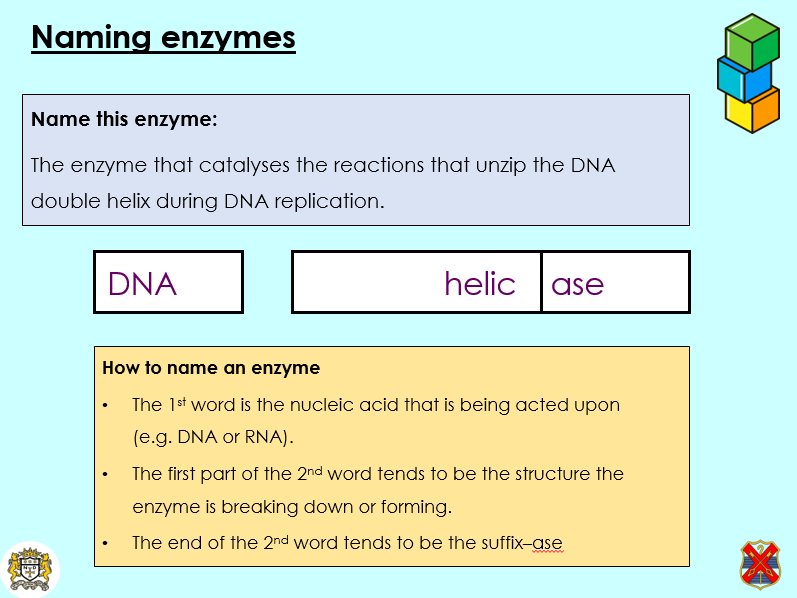 OCR A, A Level Bio, 2.1.3 Nucleotides and Nucleic acids