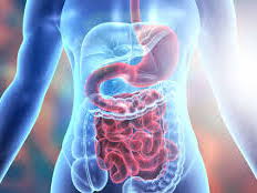 Unit 4 OCR Anatomy and physiology LO3 Digestive