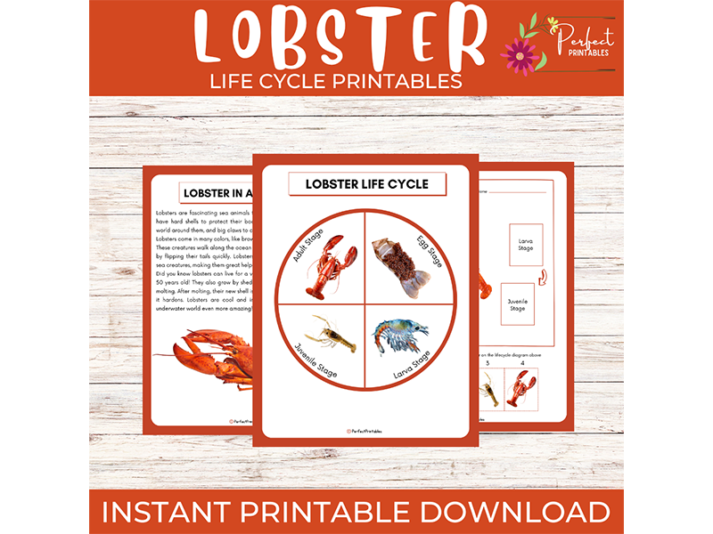 Life Cycle of a Lobster Worksheet | Ocean Animal Unit Study With Fun Facts!