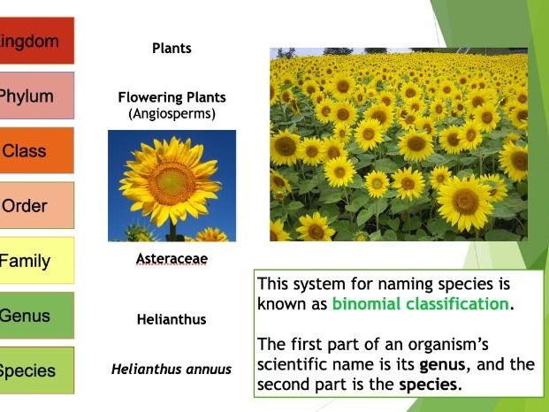 KS3 Classification PPT with starter and plenary options