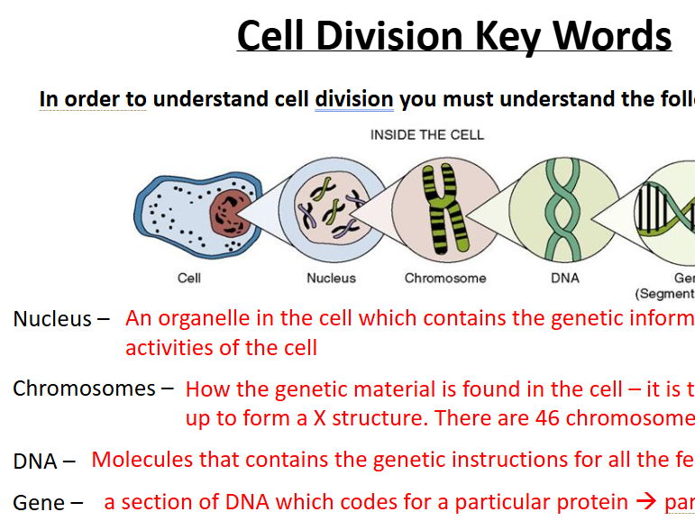 AQA Biology - B2 - Cell Division Bundle