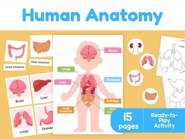 Human Anatomy Activities | Body Organs Worksheets for Kids