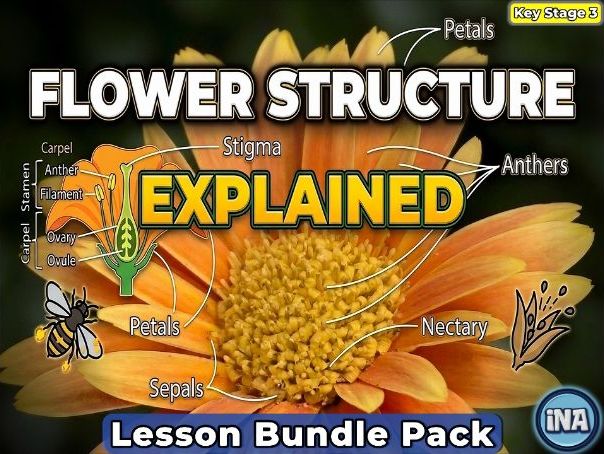 Flower Structure - Complete KS3 Biology Lesson Pack