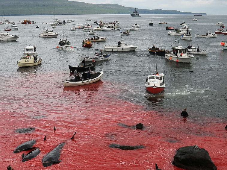 ESS 4.3 harvesting of a named species first exams 2026