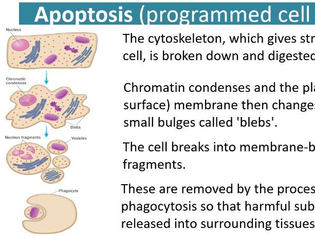 Complete A-Level Biology Lesson: Apoptosis (Programmed Cell Death)