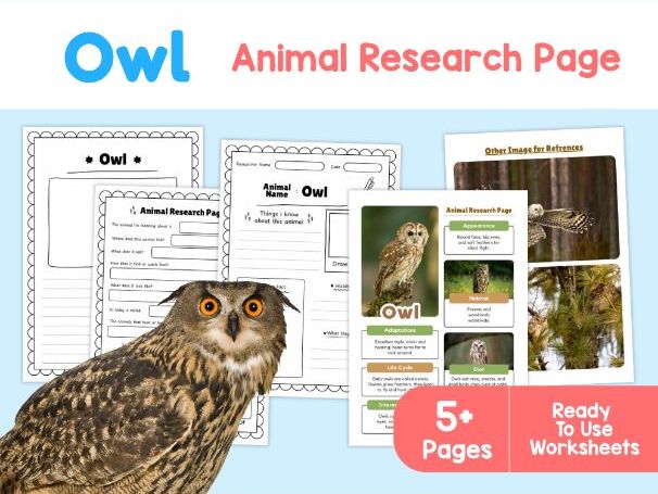 Owl Worksheets | Nocturnal Birds, Habitat and Adaptations