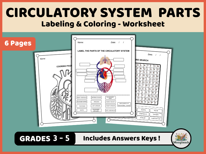 Human Circulatory System | Heart & Blood Vessels | Anatomy | Labeling | Biology | KS2 | KS3