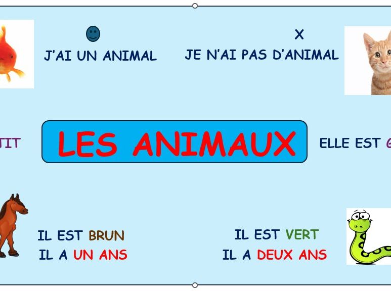 LES ANIMAUX ... et plus!