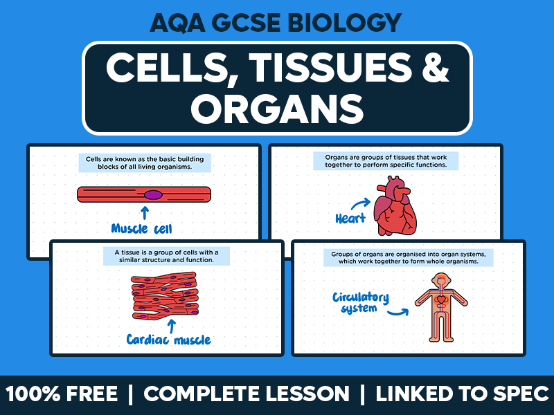 GCSE AQA Biology Complete Lesson - Cells, Tissues and Organs