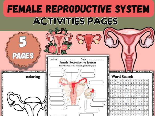 Female Reproductive System Worksheet