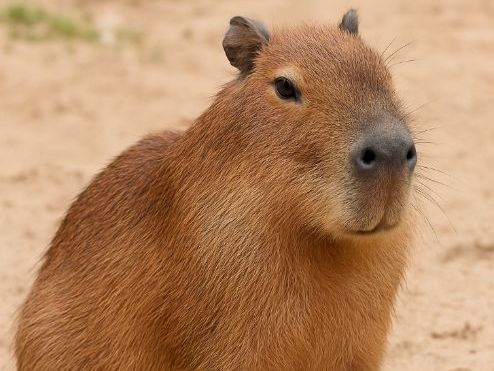 Capybara Fact File Reading Comprehension – KS2 (Year 3 & Year 4 with Answers)