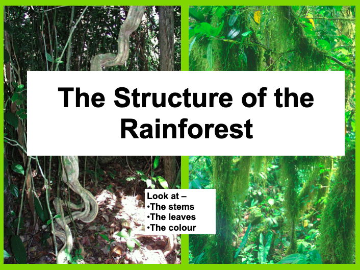 The Structure of the Rainforest