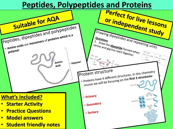Peptides, Polypeptides and Proteins (AQA)