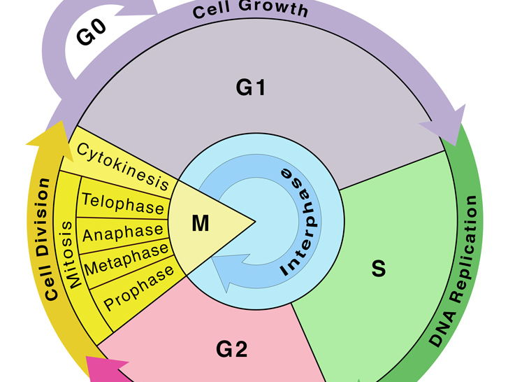 Cell Cycle – Interphase (G1, S & G2) | Checkpoints & Regulation | A Level Biology Lesson pptx