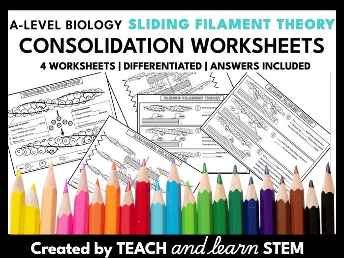 Sliding Filament Theory Summary Worksheets | Muscles | A-level Biology Summary Worksheets