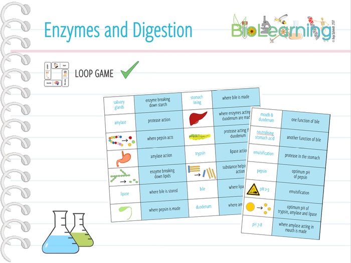 Enzymes and digestion Loop Game (KS3/KS4) Teaching Resources