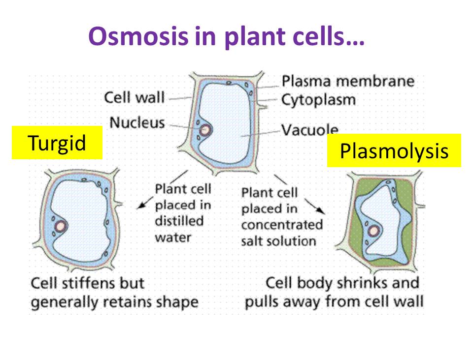 Osmosis - OCR AS/A Level Biology