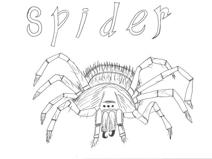 Halloween Spider Colouring Sheet Teaching Resources