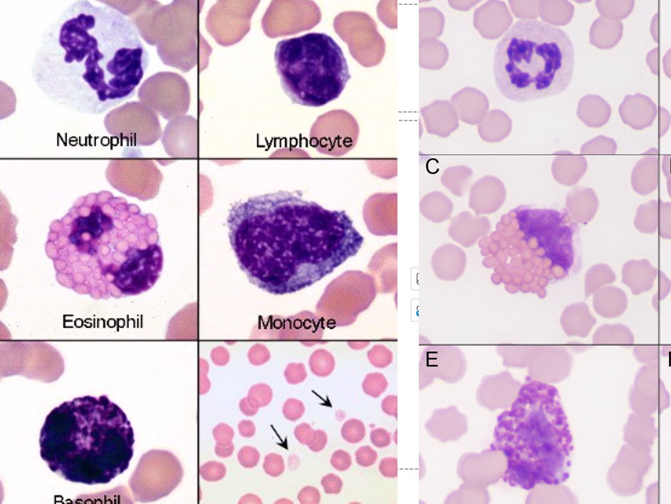 OCR A Level Biology PAG 1.2: Microscope Calibration & Blood Smear Drawings