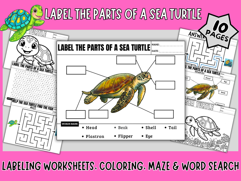 Sea Turtle Anatomy Activity Pack - Labeling, Word Search, Maze & Colouring Pages
