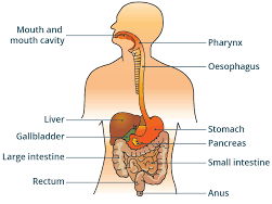 Year 4 - Explanation Text (2 weeks unit)