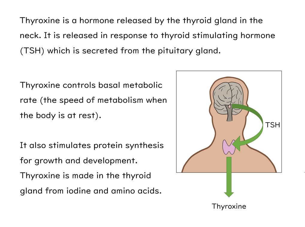 Adrenaline and Thyroxine Slides and Worksheet (GCSE Biology AQA