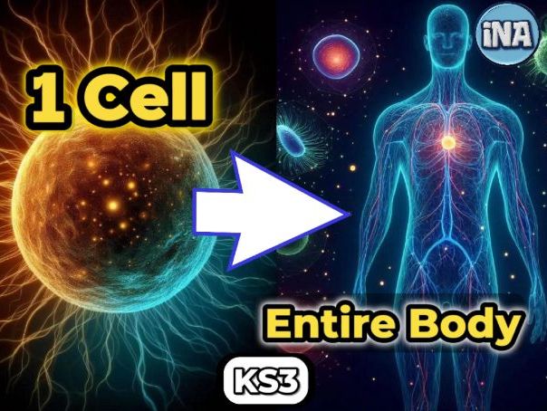 Stem Cells in Animals | Complete GCSE Worksheet + Mark Scheme | 100 Marks