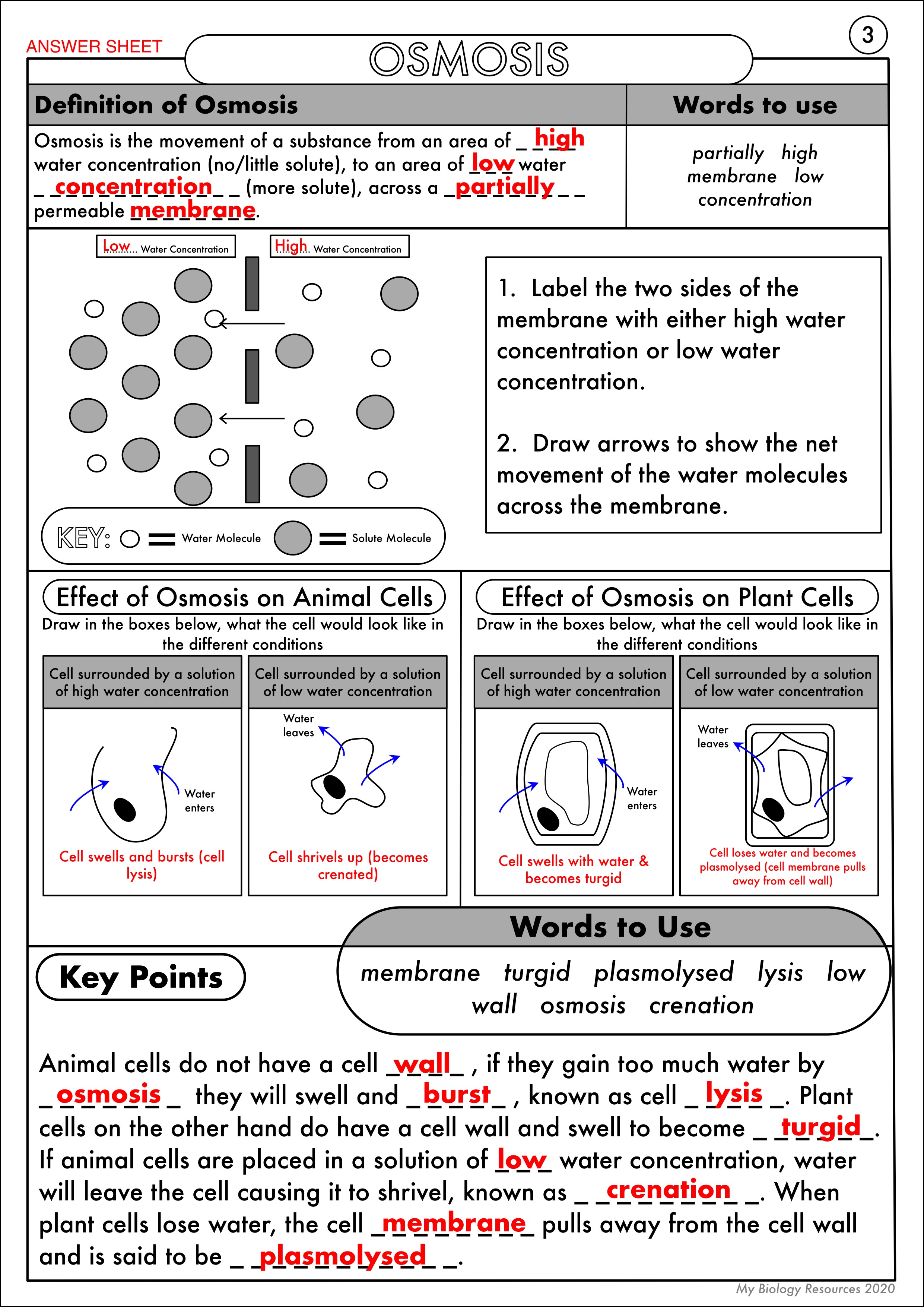 Diffusion And Osmosis Worksheet