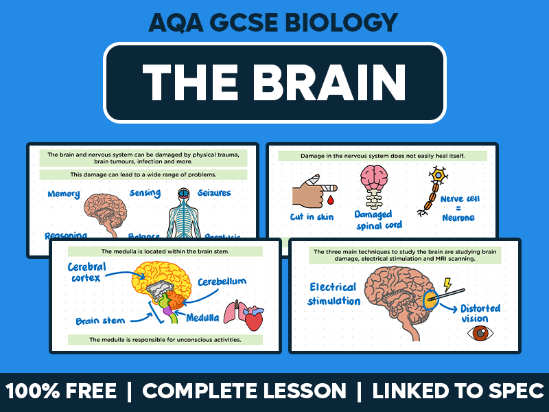 GCSE AQA Biology Complete Lesson - The Brain